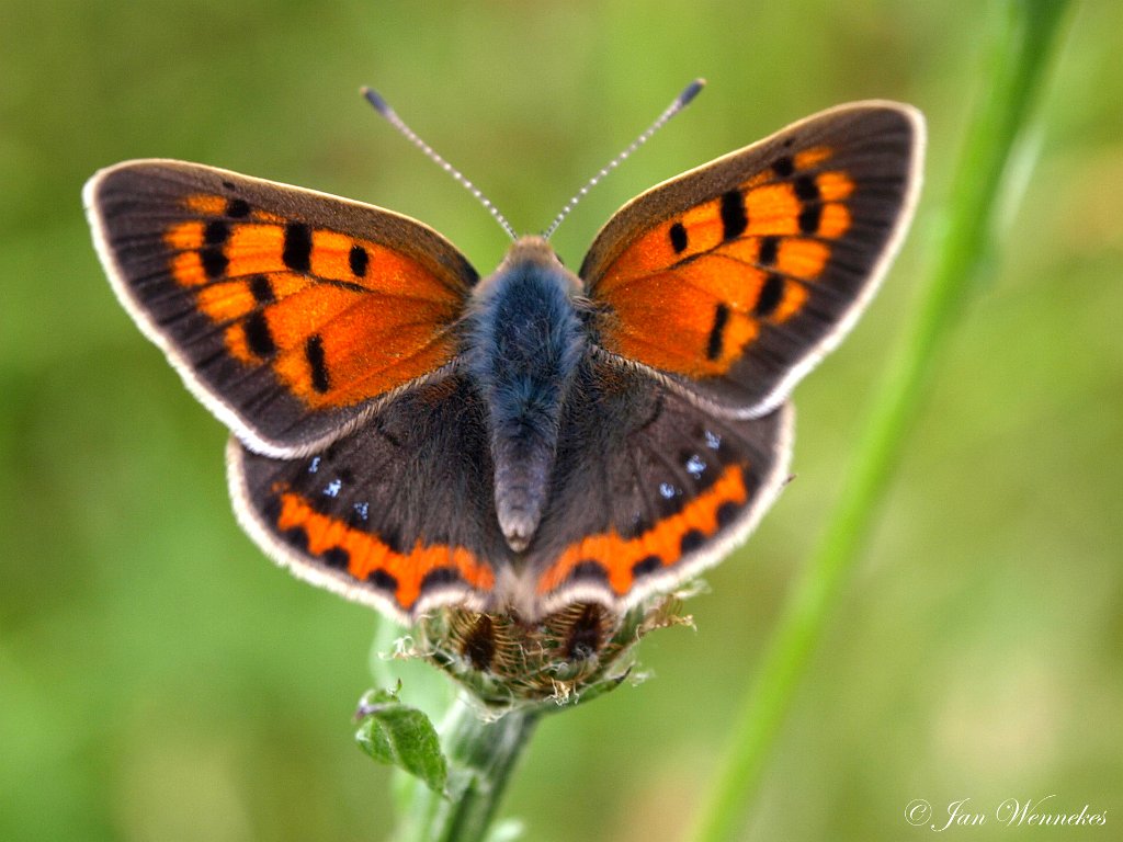 Kleine vuurvlinder, Lycaena phlaeas.JPG